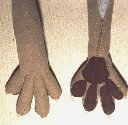 Fizzgig's Legs