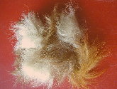 Lay of the Fur