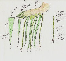 Detail of Sleeve
